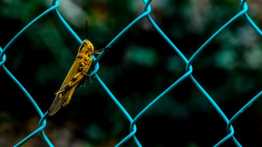 Yellow And Black Grasshopper On Teal Cyclone Wire Fence During Daytime In Shallow Focus Photography photo