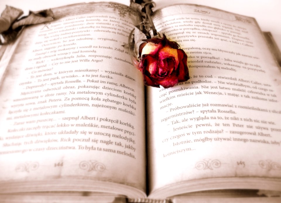 Rose On Open Book