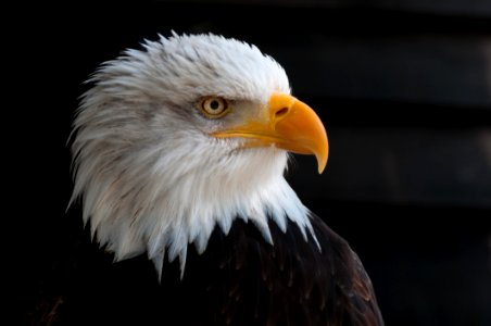 Close Photography Of Bald Eagle