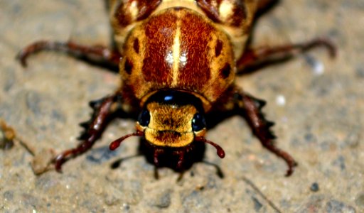 Brown Bettle photo