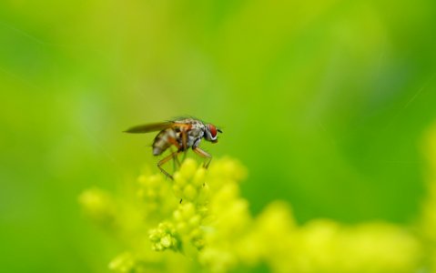 Gray Orange Bug On Yellow Petaled Flower photo