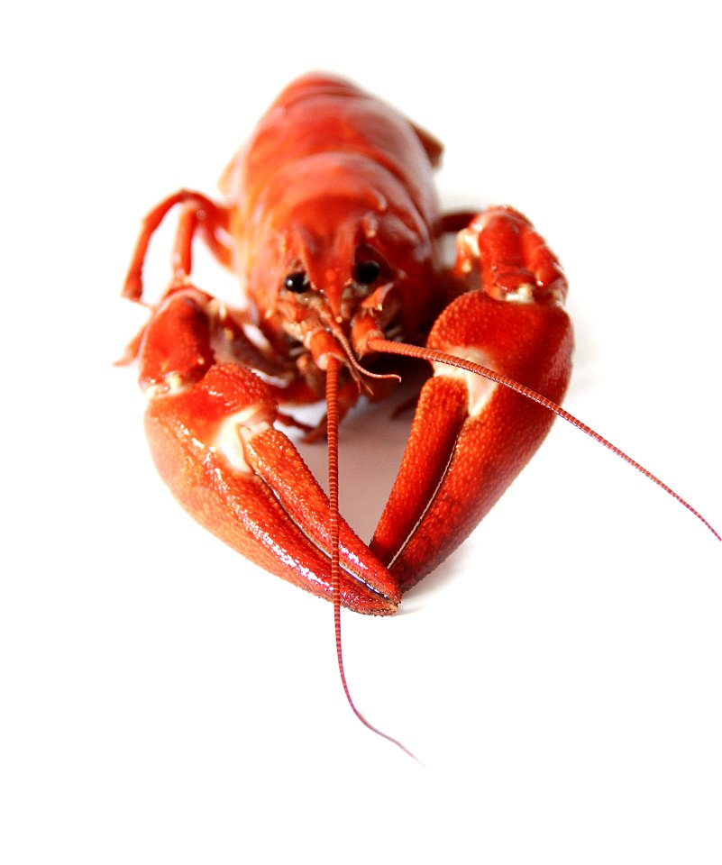 Red And White Lobster On A White Surface
