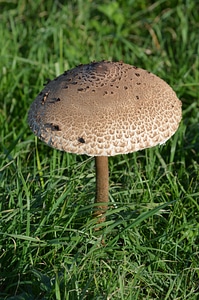 Mushroom nature autumn