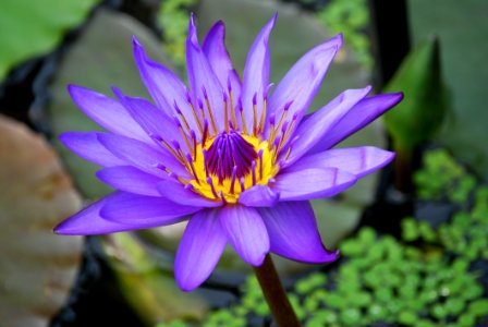 Purple And Yellow Lotus Flower