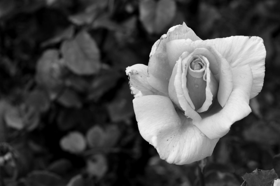 White Rose