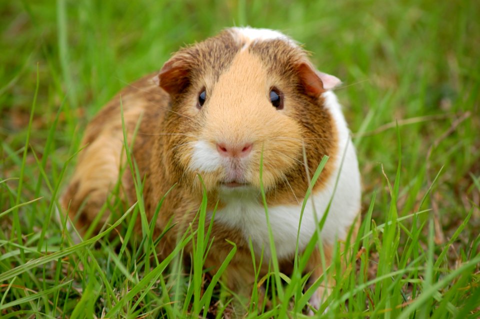 White And Brown Guinea Pig On Ground