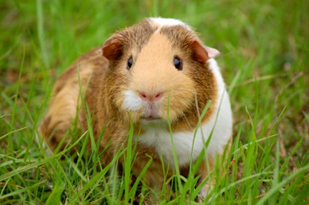 White And Brown Guinea Pig On Ground