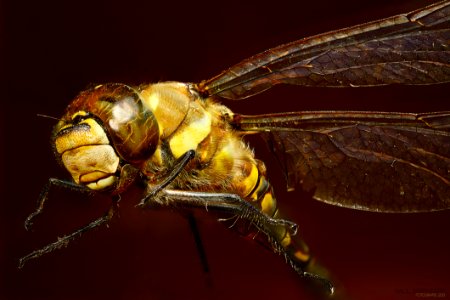 Close Up Photo Of Yellow Dragonfly photo