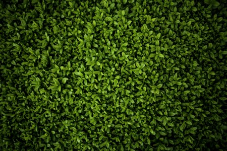 Green Leaves - Privet Ligustrum photo