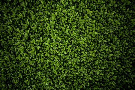 Green Leaves - Privet  Ligustrum