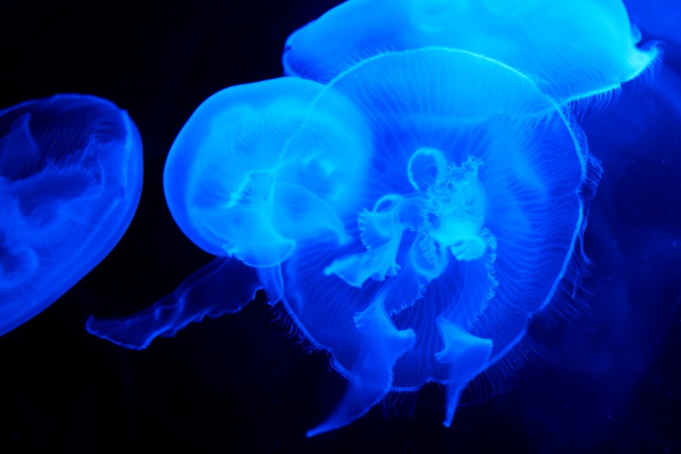 Jelly Fish Under Water photo