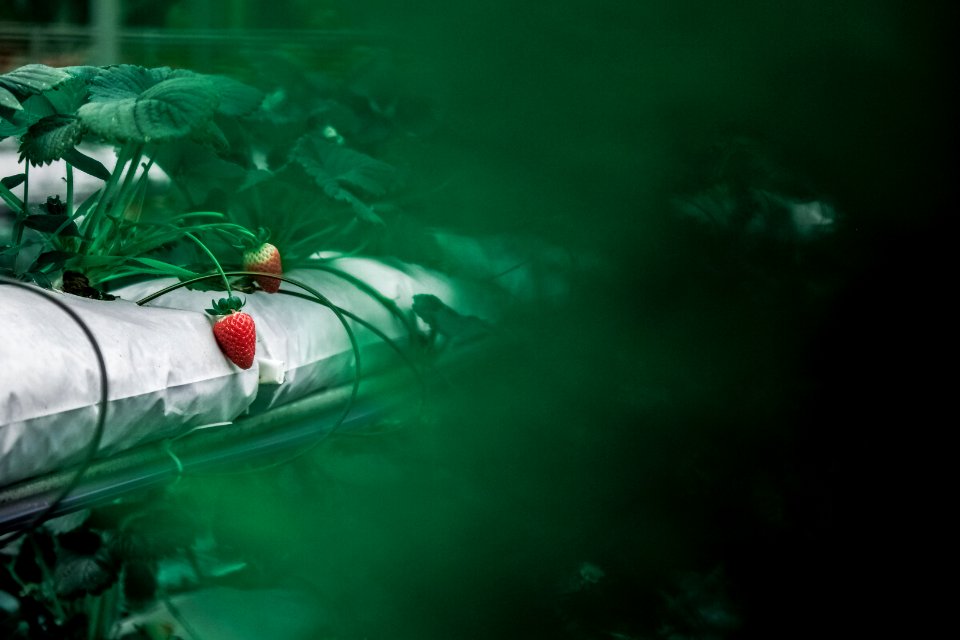 Fresh Strawberries On Plant
