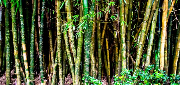 Bunch Of Green And Brown Bamboos