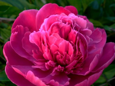 Pink Rose Flower Blooming During Daytime photo