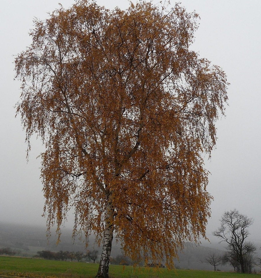 Autumn tree nature
