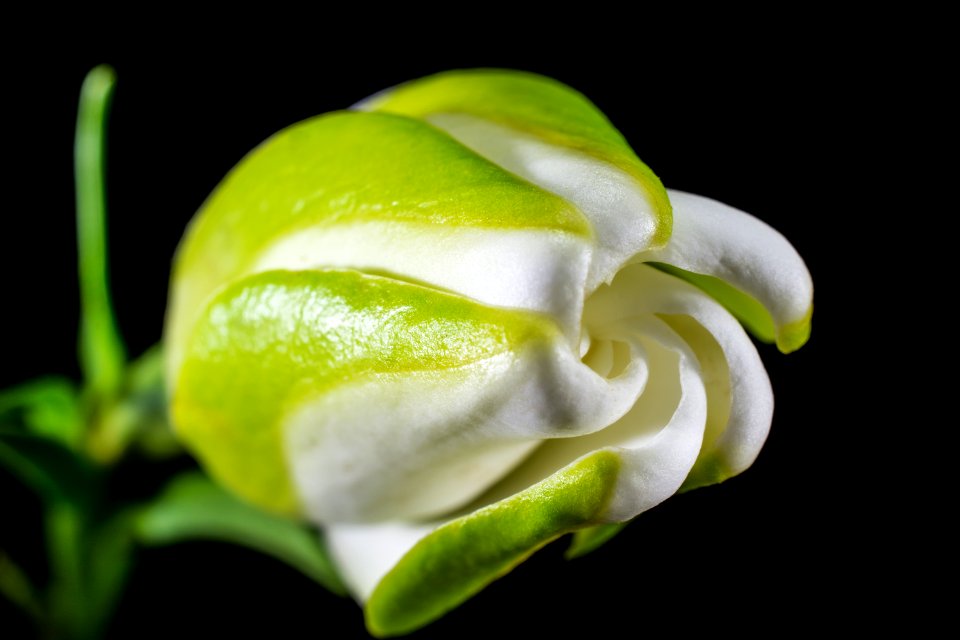 White And Green Petal Flower