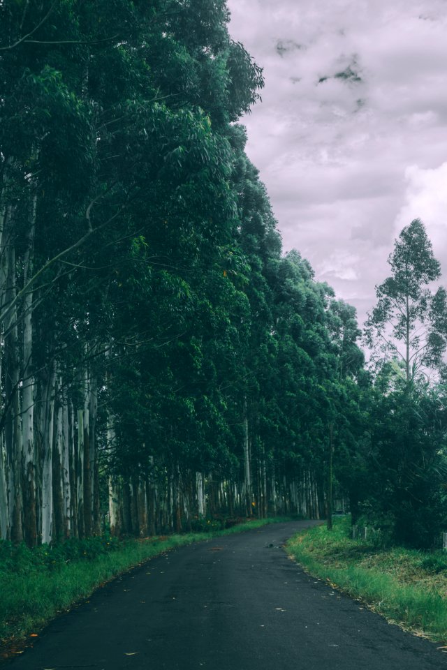 Forest Pathway