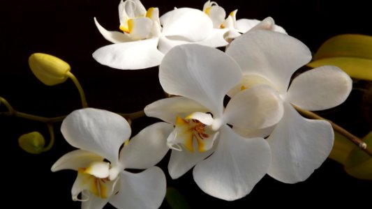 White And Yellow Orchid Flowers