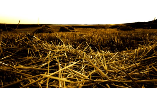 Harvested Field