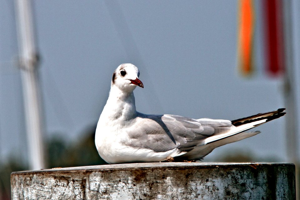 White And Gray Bird On Brown Container
