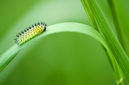 Yellow Black Catterpillar On Grass Leave photo