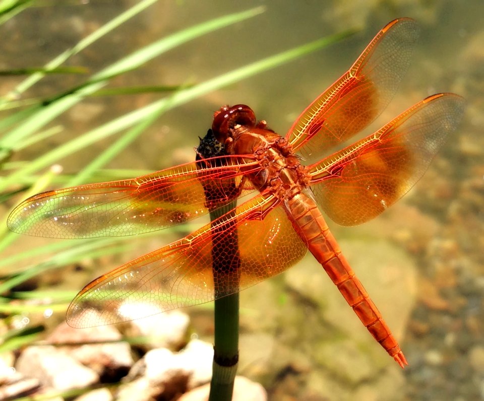Red Dragonfly On Leaf