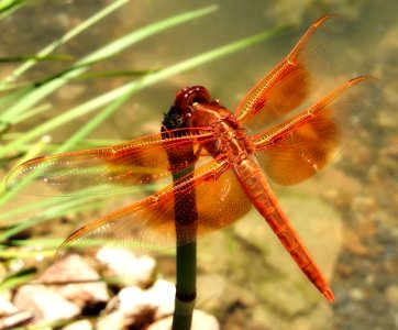Red Dragonfly On Leaf