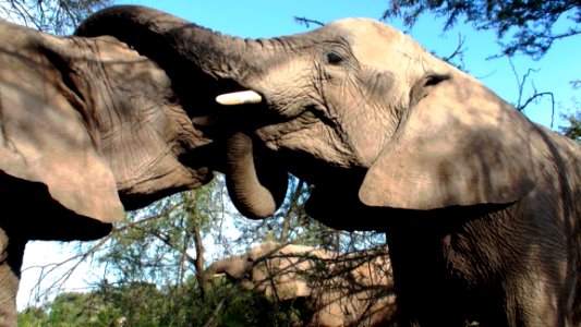 2 Elephant Animal photo