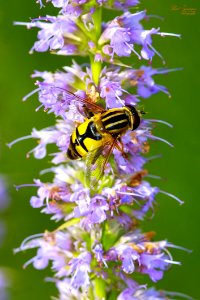 Honey Been On Flowers Close Up Photography photo