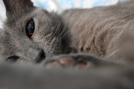 Gray Cat photo
