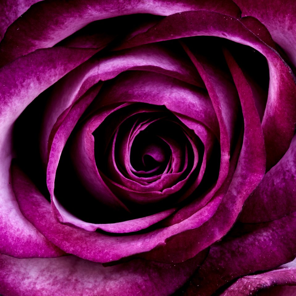 Closeup Photography Of Purple Petal Flower