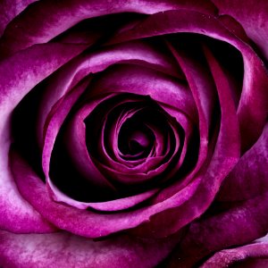 Closeup Photography Of Purple Petal Flower