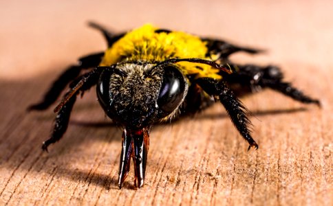 Yellow Black Bee On Brown Wooden Surface photo