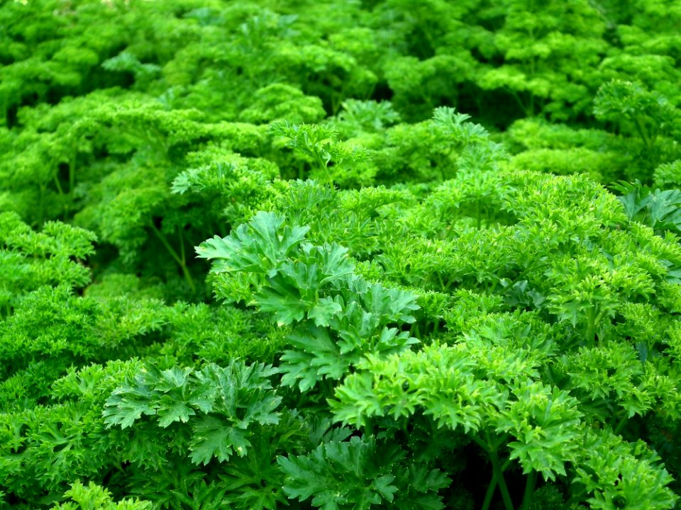 Green Plants During Daytime