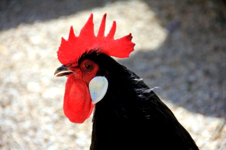 Black Chicken photo