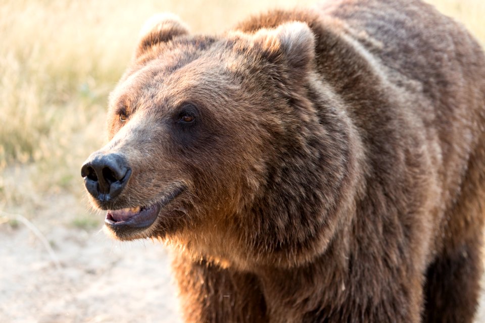 Brown bear, maybe smiling, at the Wild Animal Sanctuary, a 720-acre animal refuge housing more than 350 large animals near Keenesburg, Colorado. The sanctuary specializes in rescuing and caring for large predators that had being ill-treated. Original image from Carol M. Highsmith’s America, Library of Congress collection.