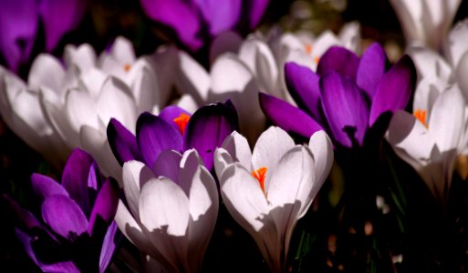 White Purple Crocus Flower During Daytime