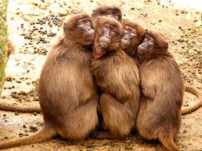 Five Monkey Huddled Together Outdoor During Daytime photo