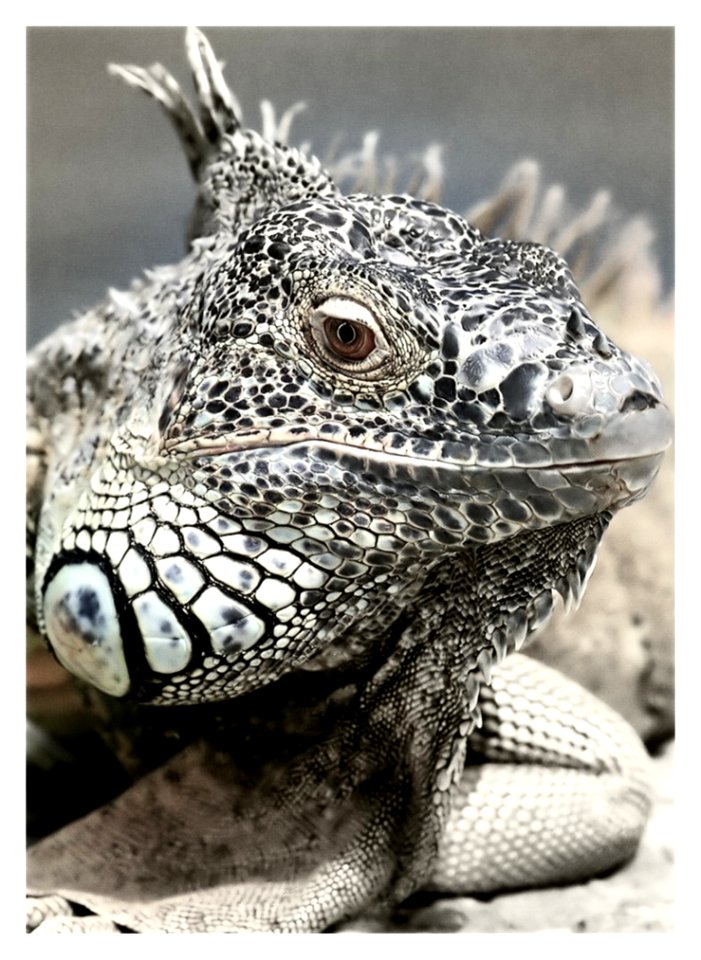 Black And White Reptile In Macro Photgraphy