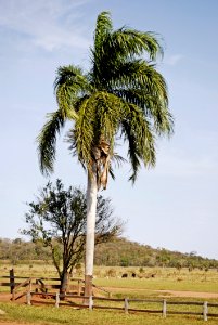 Palm Tree In Country Field