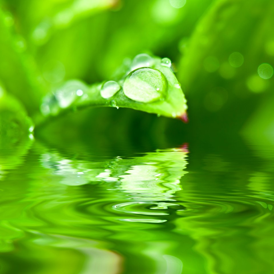Rain Drops On Green Plant