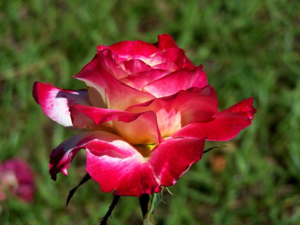 Red And White Rose In Tilt Shift Lens