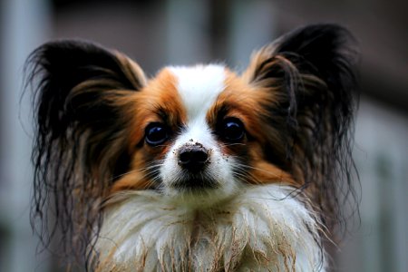 White Brown Long Coat Small Dog photo