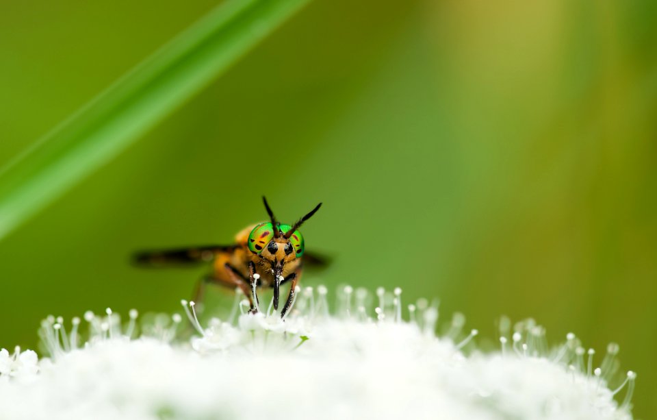Yellow Green And Black Bee On White Flower During Day Time