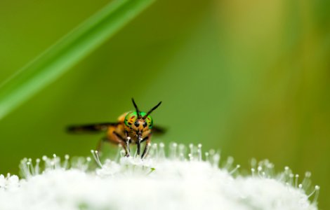 Yellow Green And Black Bee On White Flower During Day Time photo