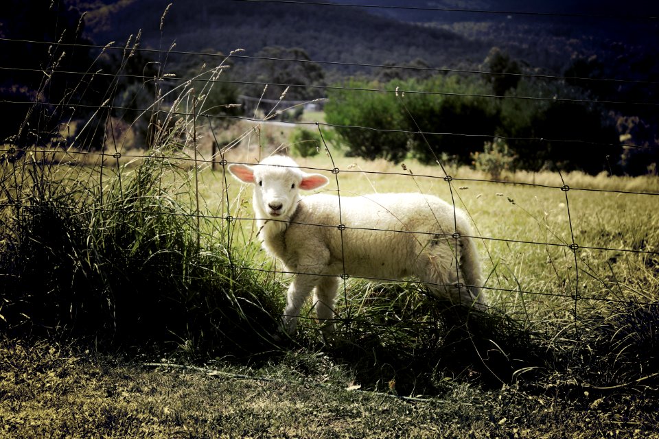 Lamb In Field photo