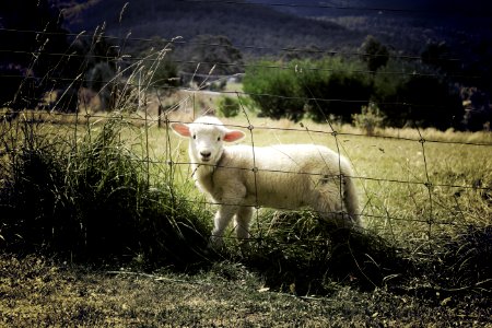 Lamb In Field photo