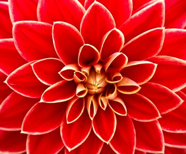 Close Up Photography Of Red Petaled Flower