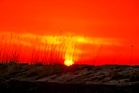 Wheat During Sunset