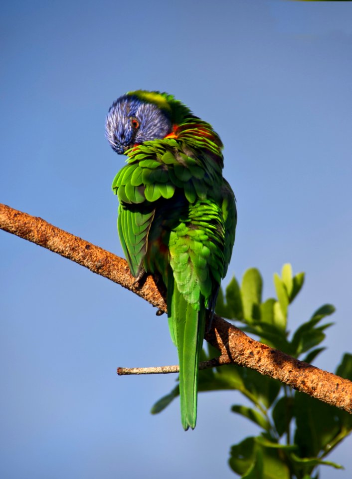 Lorikeet In Branch Australia